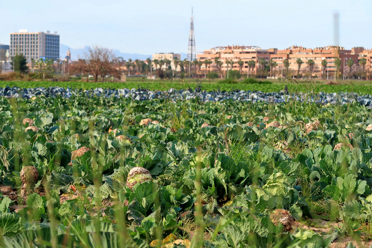 Campo de huerta con hortalizas y casas al fondo
