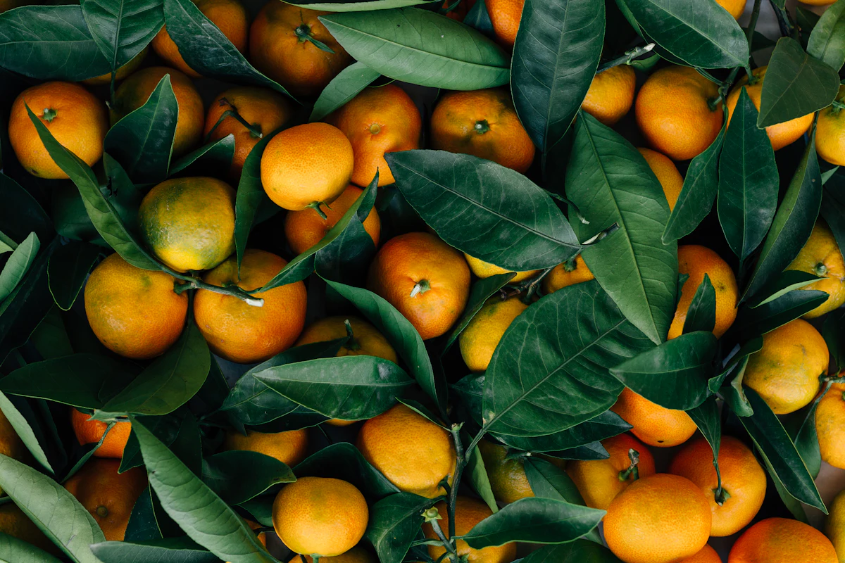 Mandarinos cargados de fruta madura