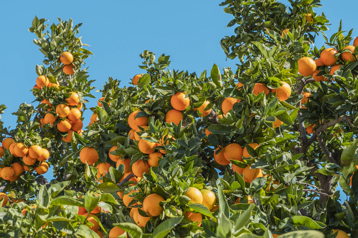 Naranjo cargado de naranjas bajo el cielo azul